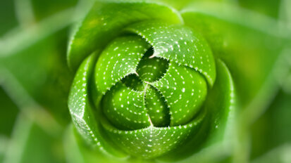 Dentifrices bio vs dentifrices classiques : 1 – 0