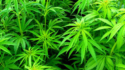 Cannabis als Medizin?