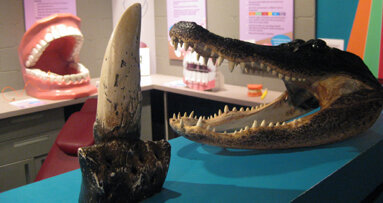 Dental museum devotes day to animal teeth