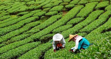 Το τσάι δεν είναι απαραίτητα επωφελές για τα δόντια