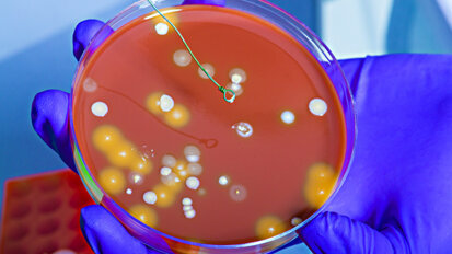 Study: Bib clips can harbor bacteria even after disinfection Study: Bib clips can harbor bacteria even after disinfection