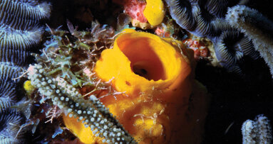 Researchers find clue that may get biofilm to leave teeth alone