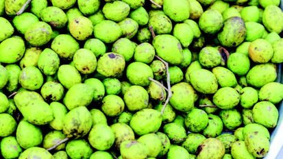 Το ινδοκάρυδο είναι επωφελές για την πρόληψη της περιοδοντίτιδας