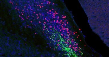 Toothaches: Why head and facial pain cause particular suffering