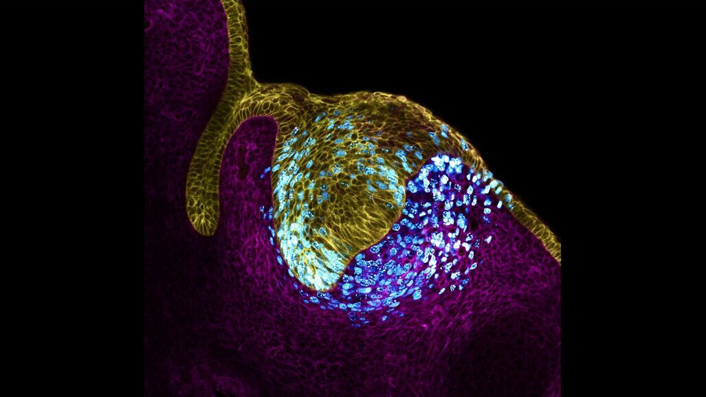 Zahnwachstum: Zell-Organisatoren unter Druck