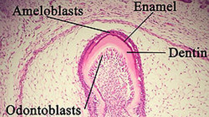 L’oestrogène et le bisphénol A stimulent la prolifération d'améloblastes