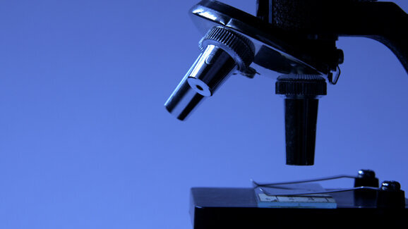 Gingiva-Stammzellen bedeutend für Geweberegeneration