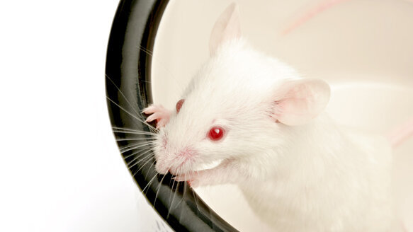 ‘Bioteeth’ a step closer to becoming clinical reality