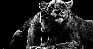 Straumann presents TLX implant for ideal high primary stability at AEEDC 2022