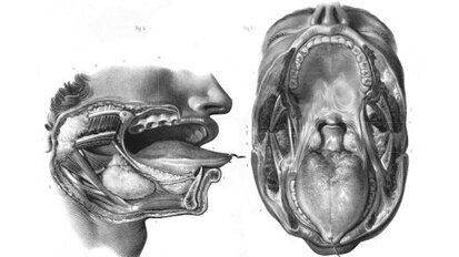 La odontología perdió el norte