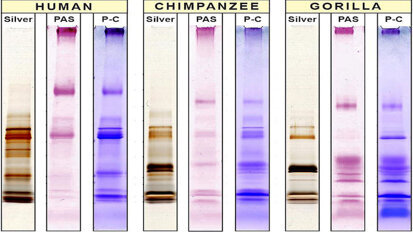 La saliva podría ser clave en la evolución humana La saliva podría ser clave en la evolución humana