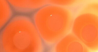   Bakterielle Mikroevolution begünstigt langwierige Krankheitsverläufe