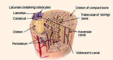 Nuevas líneas de investigación