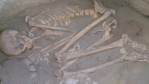 Tooth plaque provides insights into diet of prehistoric ancestors