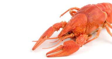 Krebsen auf den Zahn gefühlt