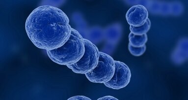 Bakterium gegen Bakterium