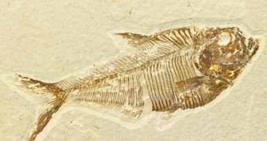 Von der Schuppe zum Zahnschmelz?