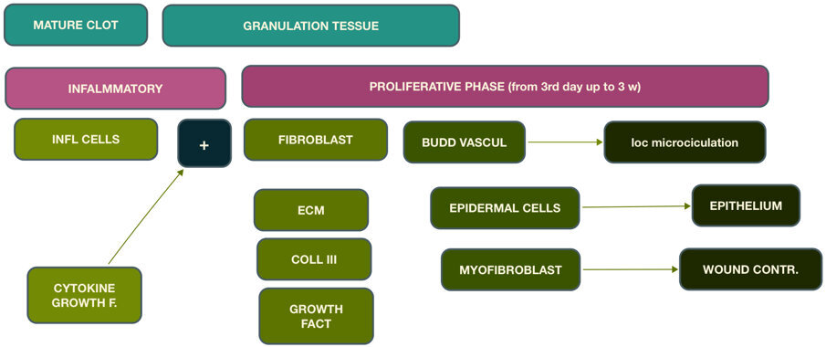 Fig. 5 - Guarigione delle ferite: fase proliferativa.