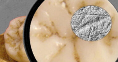 Tooth analysis finds crucial advantage of modern humans over Neanderthals