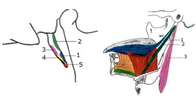 Ektopowe ogniska mineralizacji wyrostka rylcowatego w zaburzeniach gospodarki fosforanowo-wapniowej