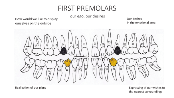 What do our teeth betray about us?—Part II