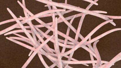 Bakteria Fusobacterium nucleatum pobudza rozwój nowotworów jelita grubego