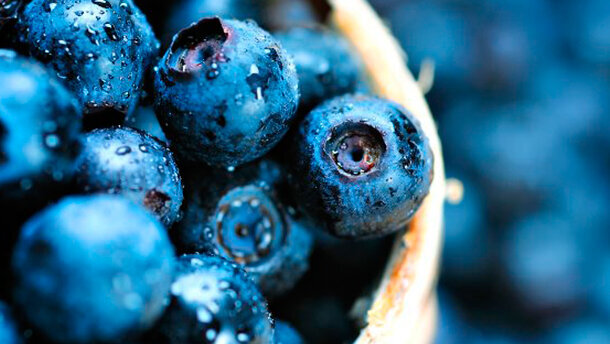 L’estratto del mirtillo? Una grande promessa per una nuova terapia parodontale