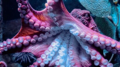 New denture adhesion solution is inspired by octopus suction cups