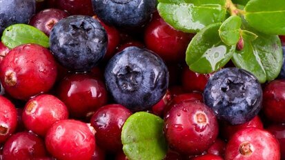 Study indicates potential of berry extract to fight off dental bacteria