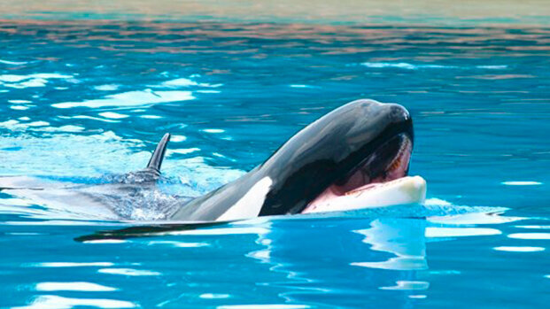 Appello degli animalisti del PETA agli Ortodontisti americani perché facciano rinviare la cerimonia di apertura del SeaWorld