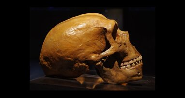 Ancient genes still shape our teeth: new study traces DNA behind tooth size