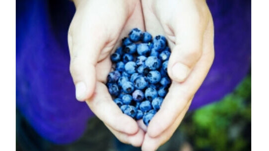 Il mirtillo in favore dei  denti sani. Combatte la placca e la carie