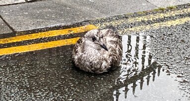 Column Casper Bots: Sla je vleugels uit en vlieg!