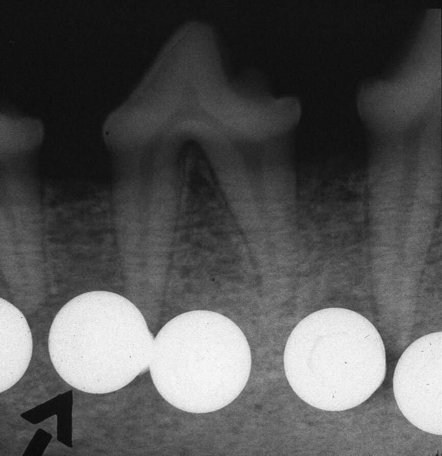 Fig. 10 : Contrôle radiographique des dents d’un chien adulte de race Beagle après l’insertion de plusieurs vis Synthes d’une épaisseur de 2,5 mm dans la mandibule, en vue de comprimer les racines autant que possible. 