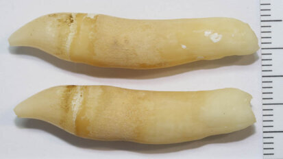 Research on dolphin teeth may hold vital information on ocean pollution Research on dolphin teeth may hold vital information on ocean pollution