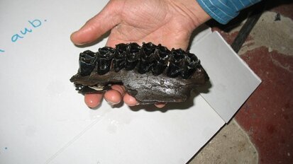 Kaak en kiezen prehistorisch reuzenhert gevonden op Texel