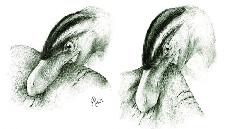 Dinosaur teeth give insight into their feeding habits