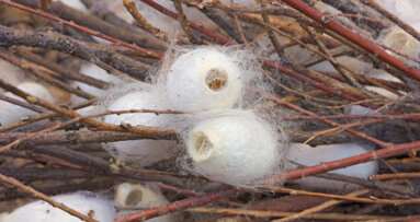 Frakturenfixierung mit Seiden-Schrauben