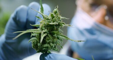 Marihuanakonsum: Testverfahren misst den THC-Gehalt im Speichel