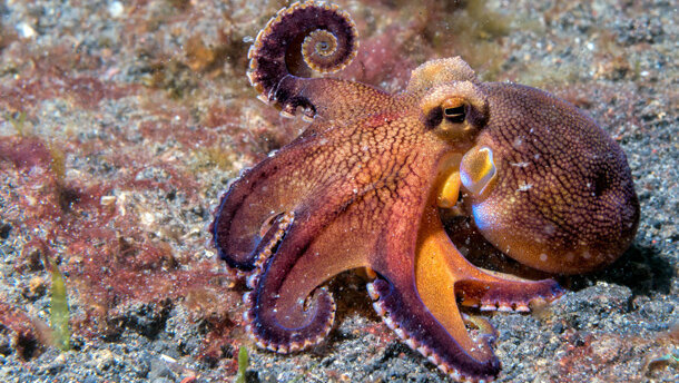 Tintenfischzähne heilen sich selbst