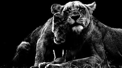 Straumann presents TLX implant for ideal high primary stability at AEEDC 2022