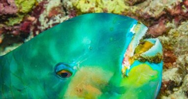 对于鹦哥鱼牙齿的研究或将开启生物材料研发的新思路