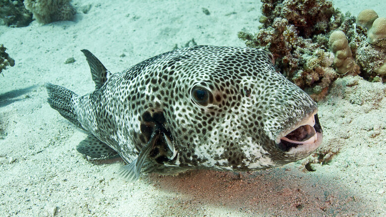 Research on pufferfish could lead to addressing tooth loss in humans
