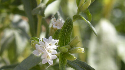 Stomatolozi navode da stevija može narušiti oralno zdravlje