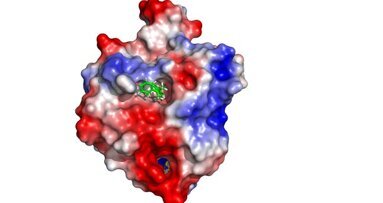 BPA: Researchers prove negative impact on cell growth processes