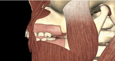 Troubles de l'ATM et orthodontie