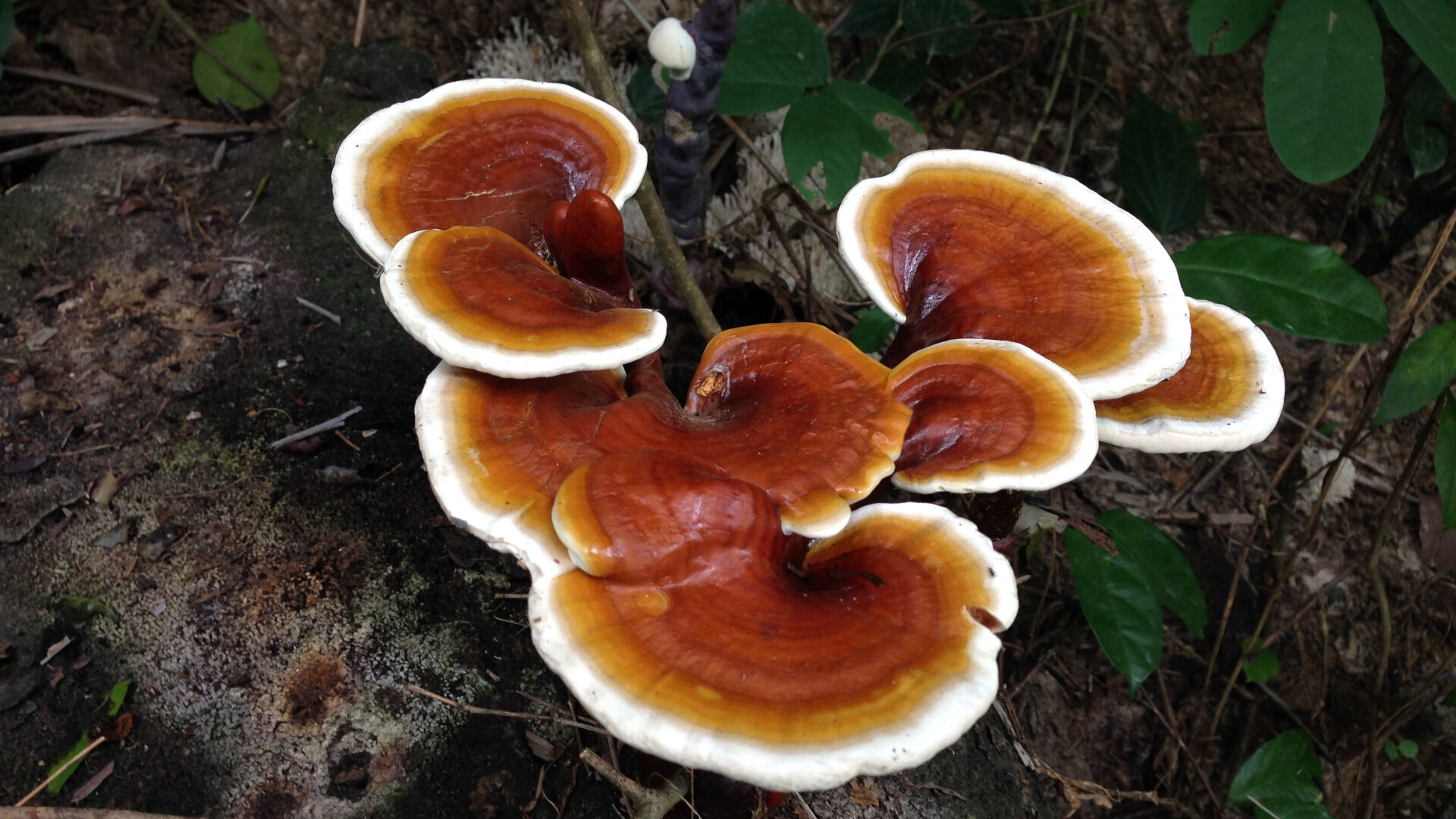 Interventions de chirurgies implantaires et dentaires – Traitements postopératoires