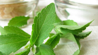 Süßungsmittel Stevia bald in Österreich erhältlich