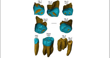 Researchers find Neanderthal-like features in 450,000-year-old teeth