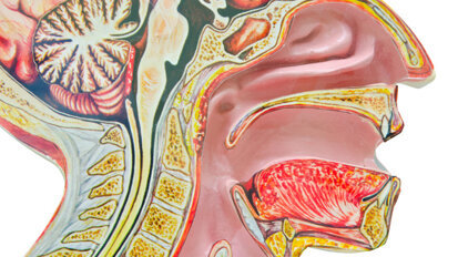 Vergleichsstudie zu Karzinomen im Mund-Rachen-Raum veröffentlicht Vergleichsstudie zu Karzinomen im Mund-Rachen-Raum veröffentlicht